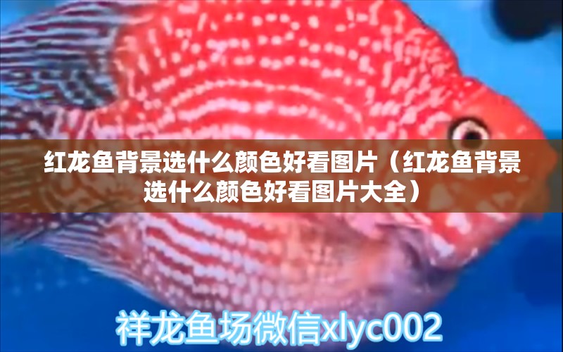 紅龍魚背景選什么顏色好看圖片（紅龍魚背景選什么顏色好看圖片大全）