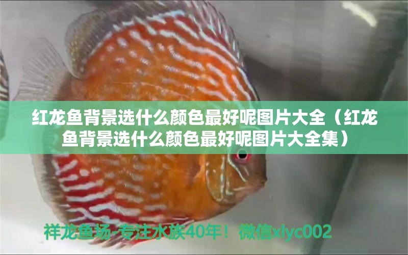 紅龍魚(yú)背景選什么顏色最好呢圖片大全（紅龍魚(yú)背景選什么顏色最好呢圖片大全集）