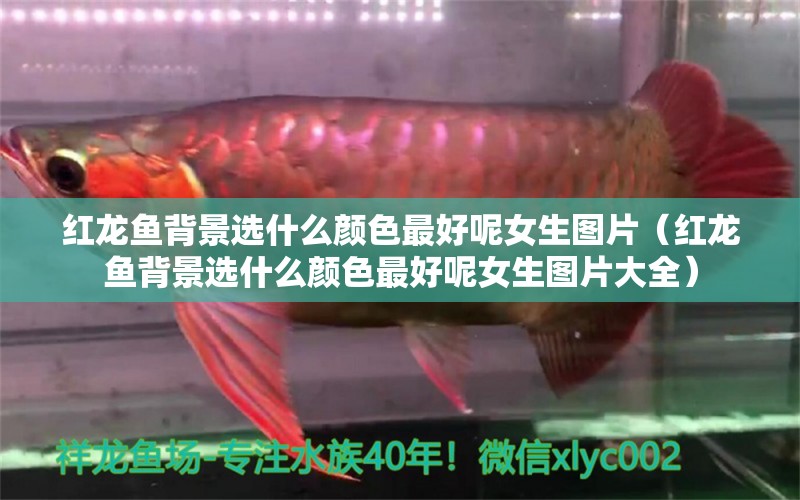 紅龍魚(yú)背景選什么顏色最好呢女生圖片（紅龍魚(yú)背景選什么顏色最好呢女生圖片大全）