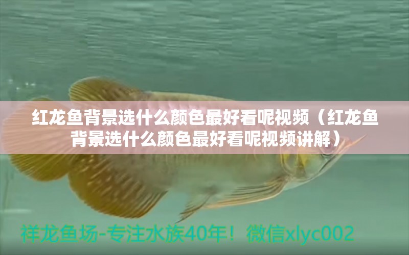 紅龍魚(yú)背景選什么顏色最好看呢視頻（紅龍魚(yú)背景選什么顏色最好看呢視頻講解）