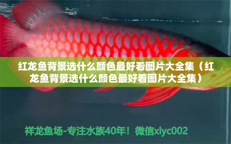 紅龍魚(yú)背景選什么顏色最好看圖片大全集（紅龍魚(yú)背景選什么顏色最好看圖片大全集）