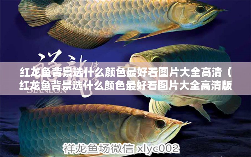 紅龍魚(yú)背景選什么顏色最好看圖片大全高清（紅龍魚(yú)背景選什么顏色最好看圖片大全高清版）