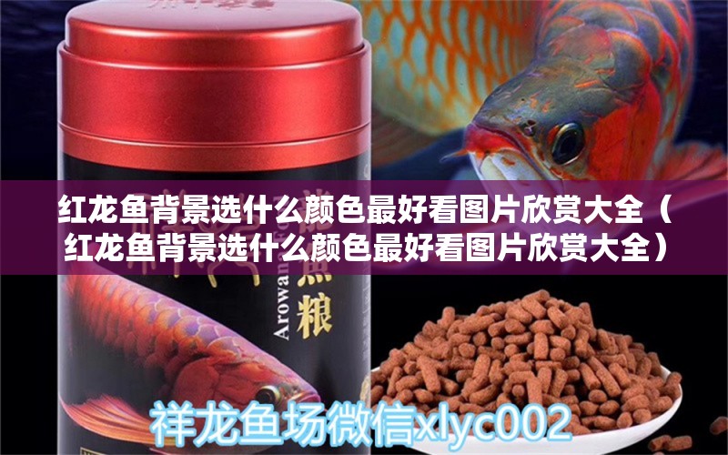 紅龍魚(yú)背景選什么顏色最好看圖片欣賞大全（紅龍魚(yú)背景選什么顏色最好看圖片欣賞大全）