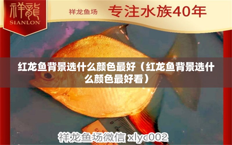 紅龍魚背景選什么顏色最好（紅龍魚背景選什么顏色最好看）