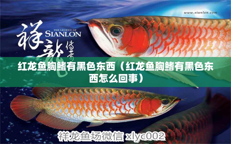 紅龍魚胸鰭有黑色東西（紅龍魚胸鰭有黑色東西怎么回事）