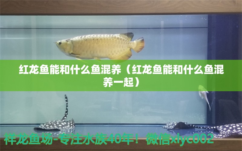 紅龍魚能和什么魚混養(yǎng)（紅龍魚能和什么魚混養(yǎng)一起）