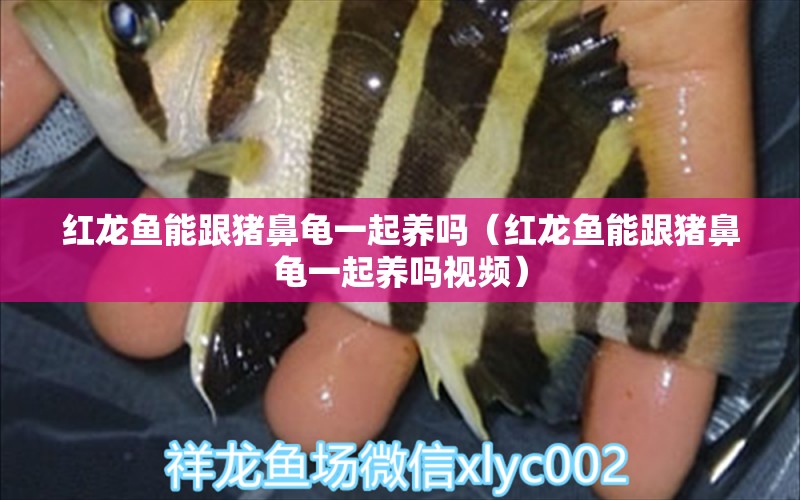 紅龍魚能跟豬鼻龜一起養(yǎng)嗎（紅龍魚能跟豬鼻龜一起養(yǎng)嗎視頻） 豬鼻龜