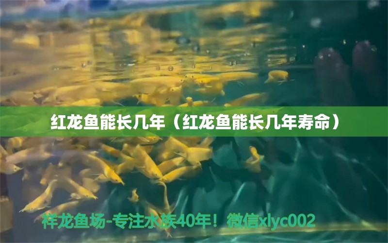 紅龍魚能長(zhǎng)幾年（紅龍魚能長(zhǎng)幾年壽命） 印尼紅龍魚