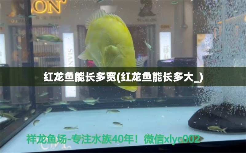 紅龍魚(yú)能長(zhǎng)多寬(紅龍魚(yú)能長(zhǎng)多大_) 海象魚(yú)