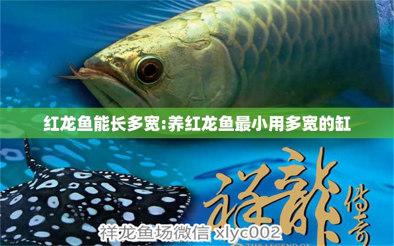 紅龍魚能長(zhǎng)多寬:養(yǎng)紅龍魚最小用多寬的缸