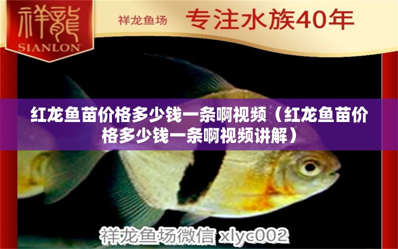 紅龍魚苗價(jià)格多少錢一條啊視頻（紅龍魚苗價(jià)格多少錢一條啊視頻講解） 印尼紅龍魚