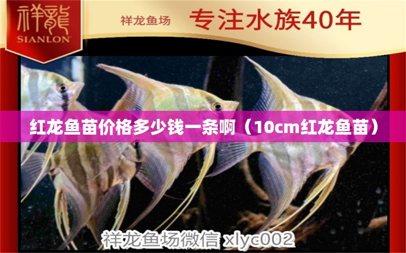 紅龍魚苗價(jià)格多少錢一條啊（10cm紅龍魚苗） 龍魚百科 第1張