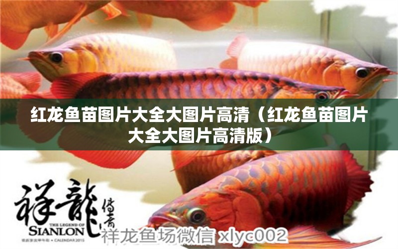 紅龍魚苗圖片大全大圖片高清（紅龍魚苗圖片大全大圖片高清版）