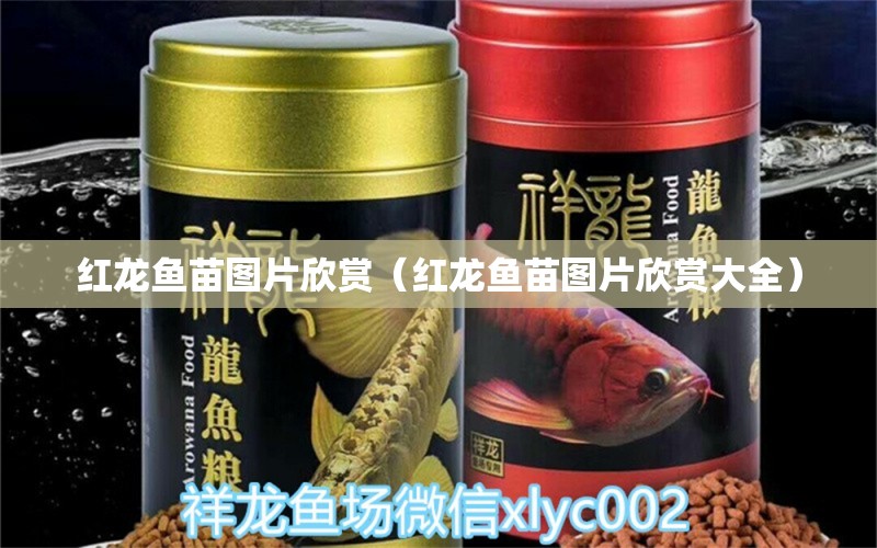 紅龍魚苗圖片欣賞（紅龍魚苗圖片欣賞大全）