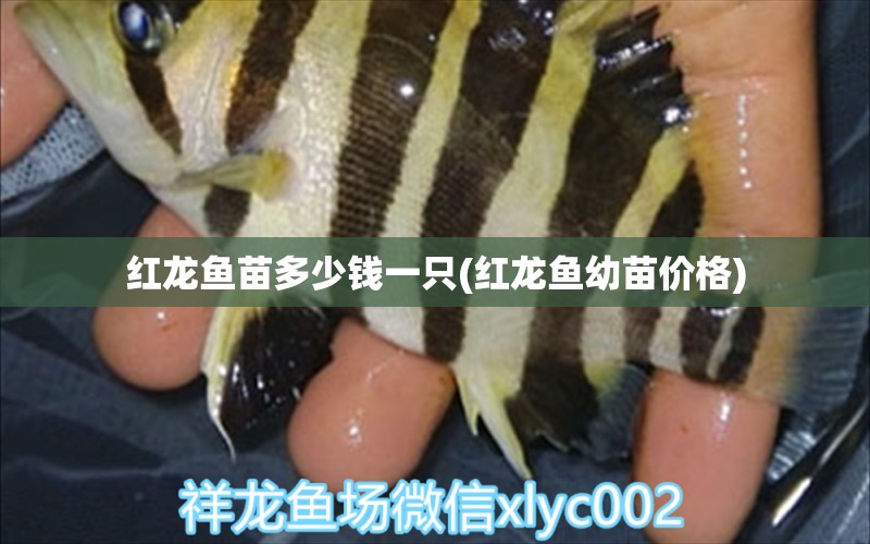 紅龍魚苗多少錢一只(紅龍魚幼苗價(jià)格) 成吉思汗鯊（球鯊）魚