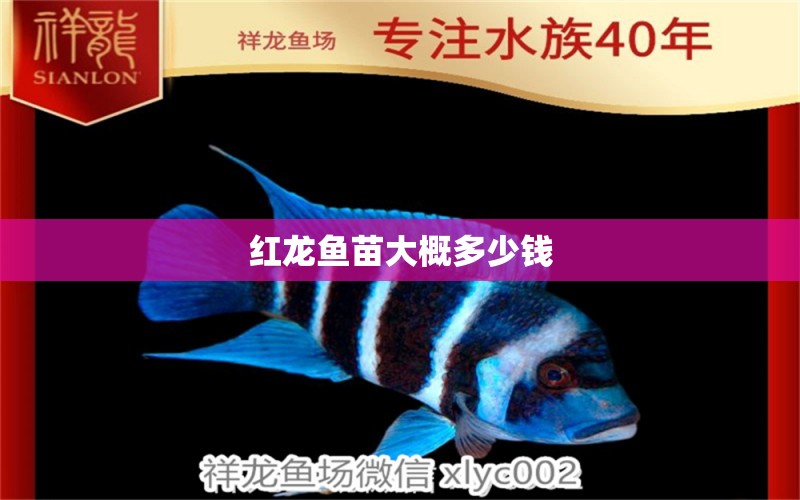 紅龍魚苗大概多少錢 龍魚批發(fā)