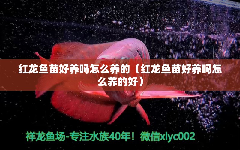 紅龍魚苗好養(yǎng)嗎怎么養(yǎng)的（紅龍魚苗好養(yǎng)嗎怎么養(yǎng)的好） 印尼紅龍魚