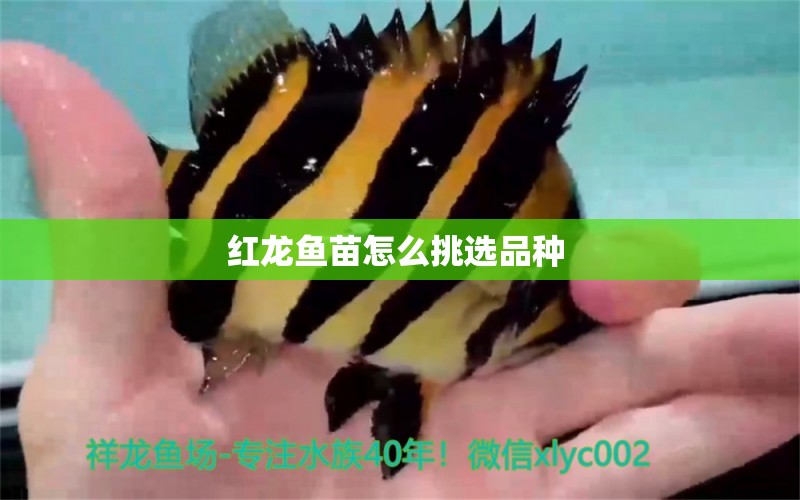 紅龍魚苗怎么挑選品種  白子銀版魚