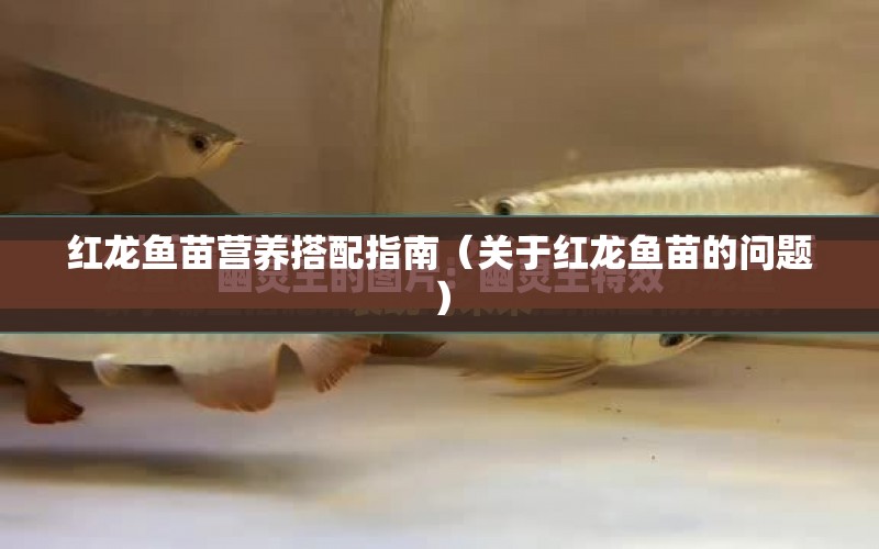 紅龍魚(yú)苗營(yíng)養(yǎng)搭配指南（關(guān)于紅龍魚(yú)苗的問(wèn)題） 水族問(wèn)答 第1張