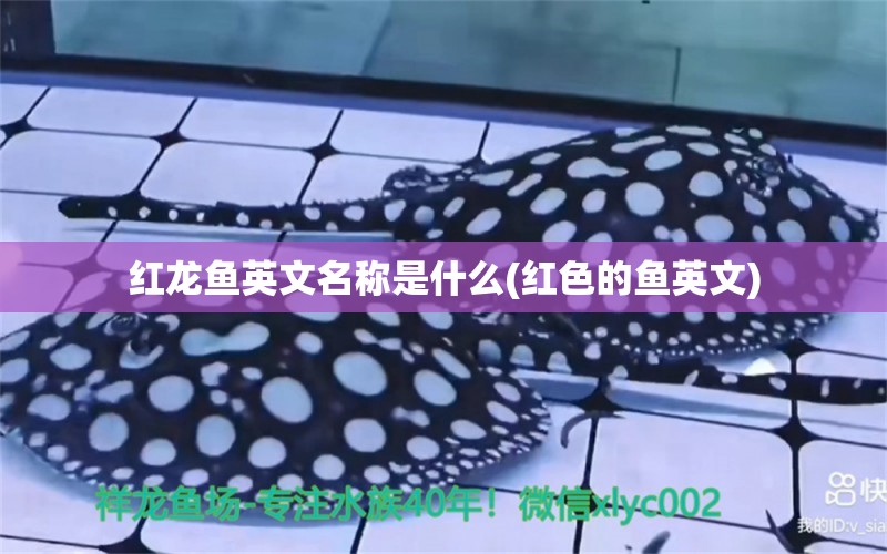 紅龍魚英文名稱是什么(紅色的魚英文)