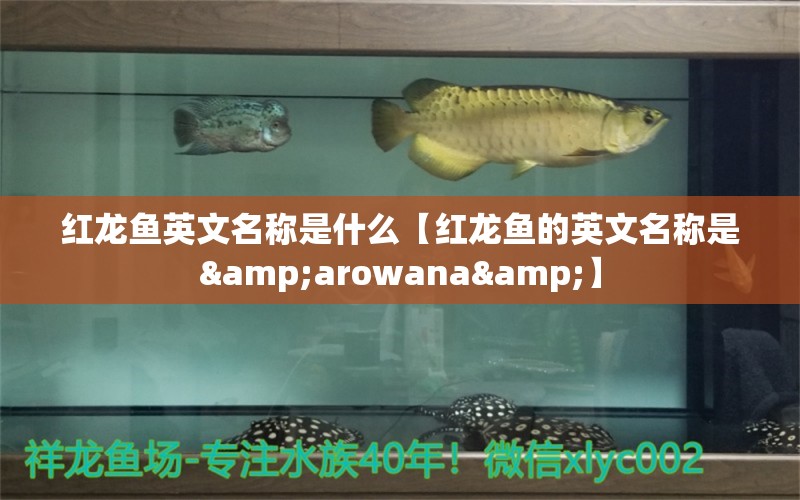 紅龍魚英文名稱是什么【紅龍魚的英文名稱是&arowana&】