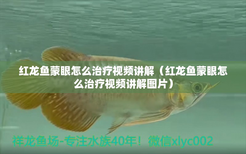 紅龍魚蒙眼怎么治療視頻講解（紅龍魚蒙眼怎么治療視頻講解圖片）