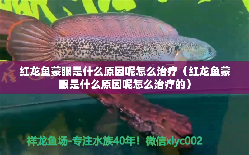 紅龍魚蒙眼是什么原因呢怎么治療（紅龍魚蒙眼是什么原因呢怎么治療的）