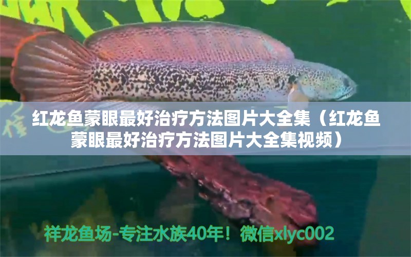 紅龍魚蒙眼最好治療方法圖片大全集（紅龍魚蒙眼最好治療方法圖片大全集視頻） 龍魚百科