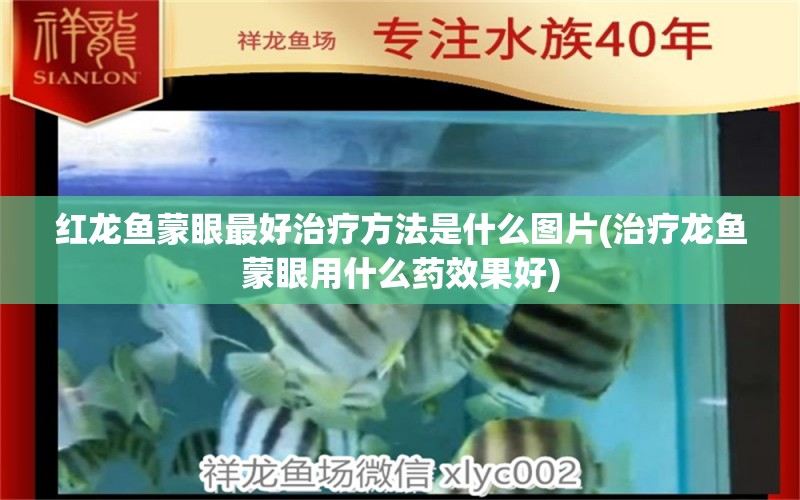 紅龍魚(yú)蒙眼最好治療方法是什么圖片(治療龍魚(yú)蒙眼用什么藥效果好)