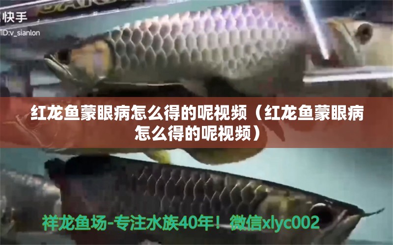 紅龍魚蒙眼病怎么得的呢視頻（紅龍魚蒙眼病怎么得的呢視頻）