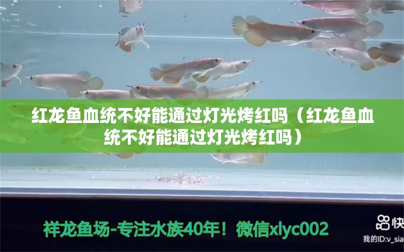 紅龍魚血統(tǒng)不好能通過燈光烤紅嗎（紅龍魚血統(tǒng)不好能通過燈光烤紅嗎）