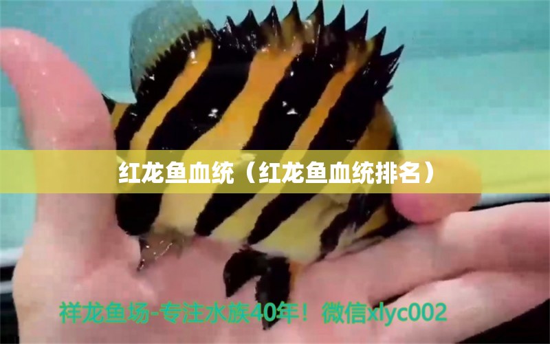 紅龍魚血統(tǒng)（紅龍魚血統(tǒng)排名）