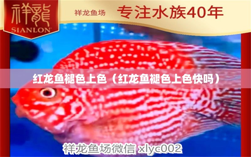 紅龍魚褪色上色（紅龍魚褪色上色快嗎）