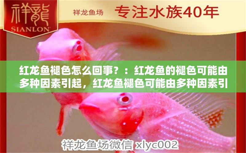 紅龍魚褪色怎么回事？：紅龍魚的褪色可能由多種因素引起，紅龍魚褪色可能由多種因素引起 龍魚百科 第2張