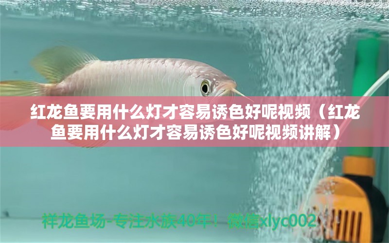 紅龍魚要用什么燈才容易誘色好呢視頻（紅龍魚要用什么燈才容易誘色好呢視頻講解） 印尼紅龍魚