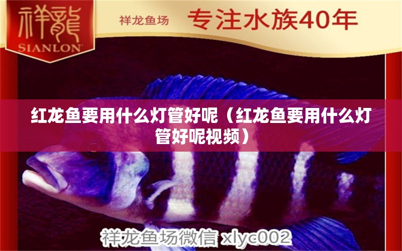 紅龍魚要用什么燈管好呢（紅龍魚要用什么燈管好呢視頻）