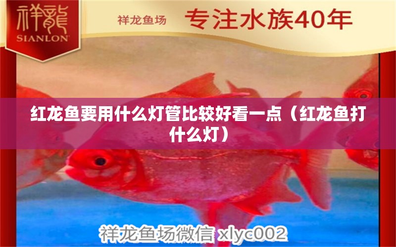 紅龍魚要用什么燈管比較好看一點(diǎn)（紅龍魚打什么燈）