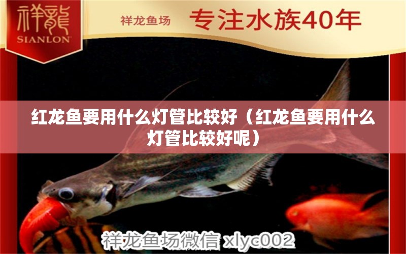 紅龍魚(yú)要用什么燈管比較好（紅龍魚(yú)要用什么燈管比較好呢） 印尼紅龍魚(yú)