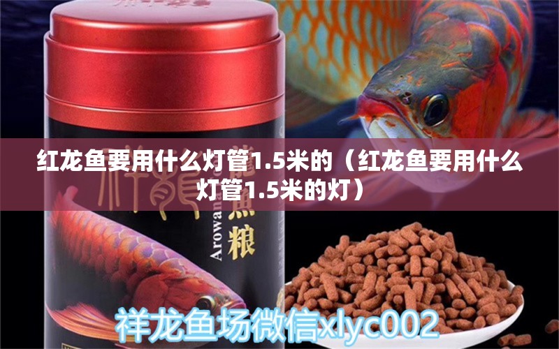 紅龍魚要用什么燈管1.5米的（紅龍魚要用什么燈管1.5米的燈） 印尼紅龍魚