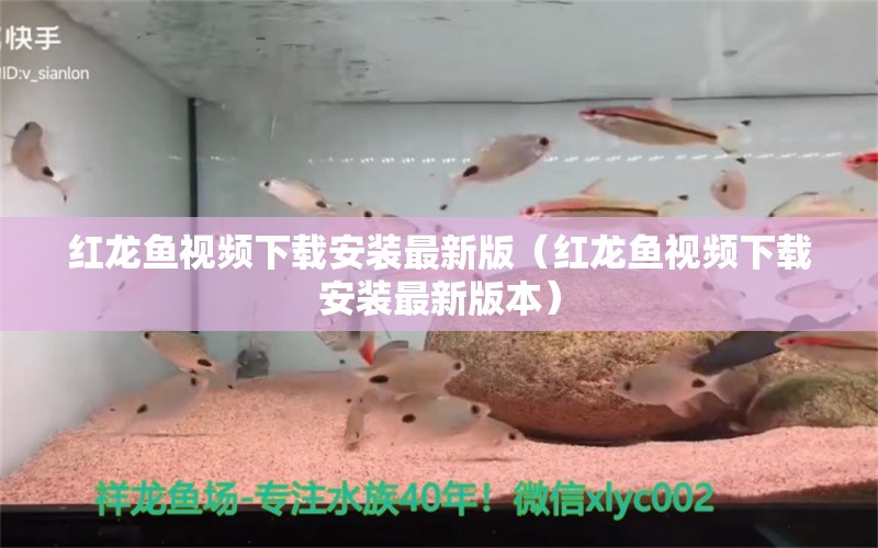 紅龍魚視頻下載安裝最新版（紅龍魚視頻下載安裝最新版本）