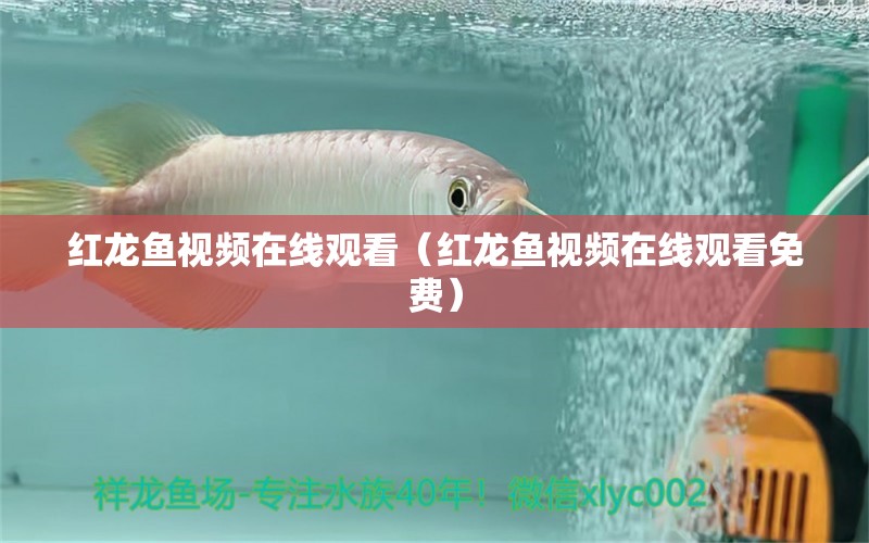 紅龍魚視頻在線觀看（紅龍魚視頻在線觀看免費）