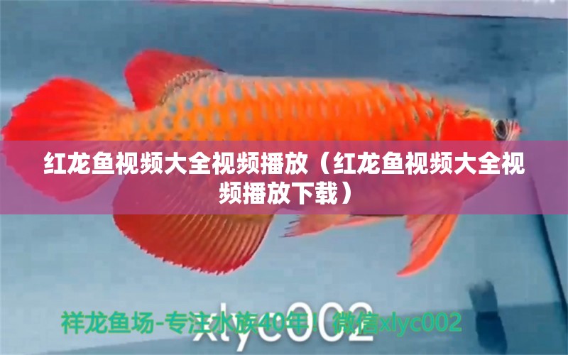 紅龍魚(yú)視頻大全視頻播放（紅龍魚(yú)視頻大全視頻播放下載）