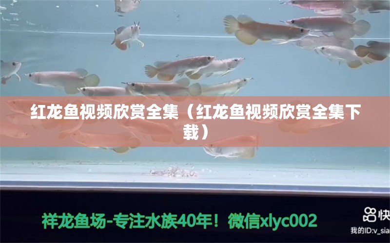 紅龍魚視頻欣賞全集（紅龍魚視頻欣賞全集下載） 印尼紅龍魚