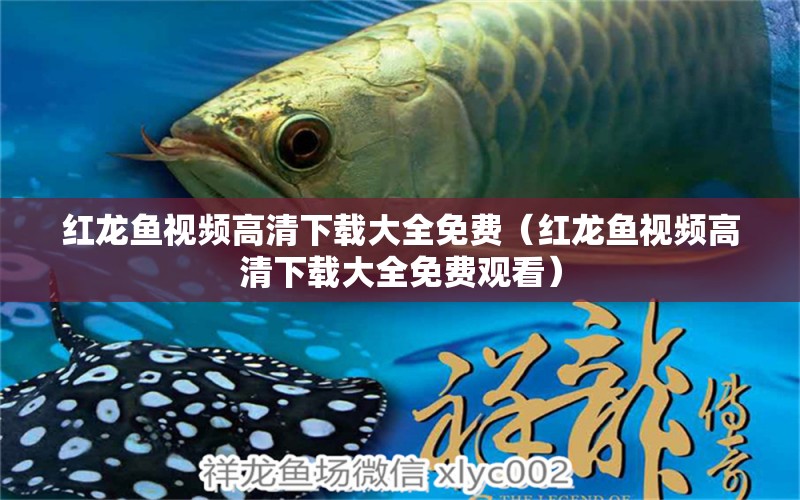 紅龍魚(yú)視頻高清下載大全免費(fèi)（紅龍魚(yú)視頻高清下載大全免費(fèi)觀看）