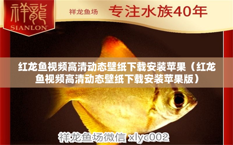 紅龍魚視頻高清動態(tài)壁紙下載安裝蘋果（紅龍魚視頻高清動態(tài)壁紙下載安裝蘋果版）