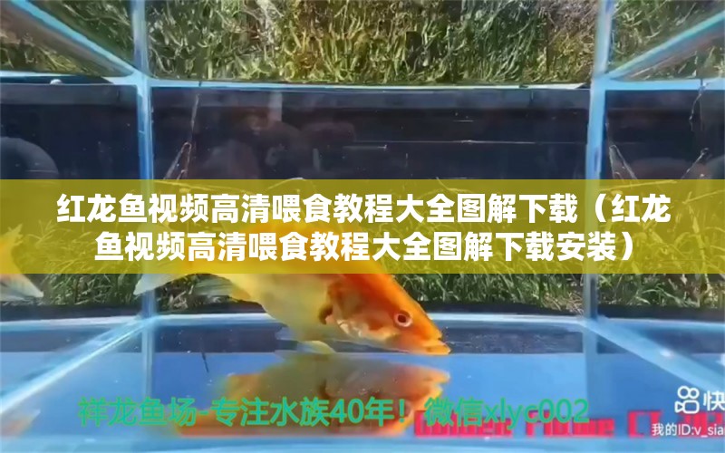 紅龍魚視頻高清喂食教程大全圖解下載（紅龍魚視頻高清喂食教程大全圖解下載安裝） 龍魚百科