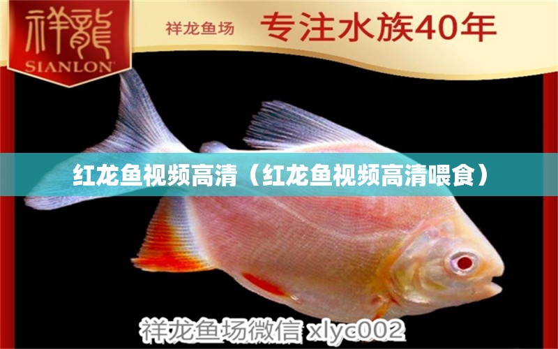 紅龍魚(yú)視頻高清（紅龍魚(yú)視頻高清喂食）