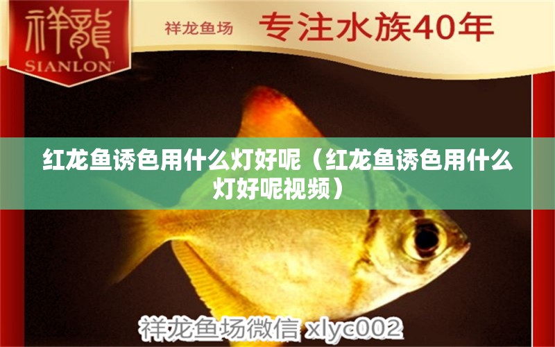 紅龍魚誘色用什么燈好呢（紅龍魚誘色用什么燈好呢視頻）