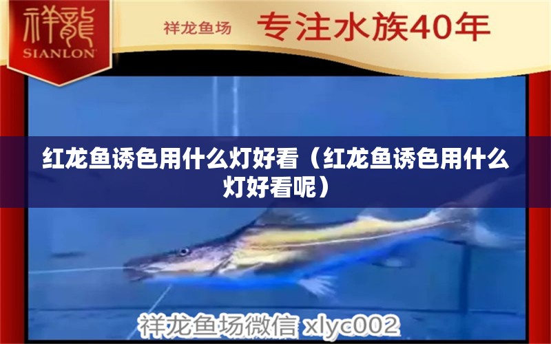 紅龍魚誘色用什么燈好看（紅龍魚誘色用什么燈好看呢）