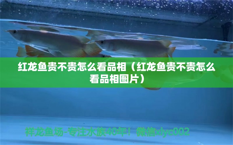 紅龍魚貴不貴怎么看品相（紅龍魚貴不貴怎么看品相圖片）